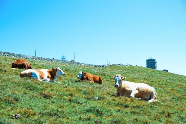 中國十大名山各有特色，你去過幾個？哪個在你心中是最美的