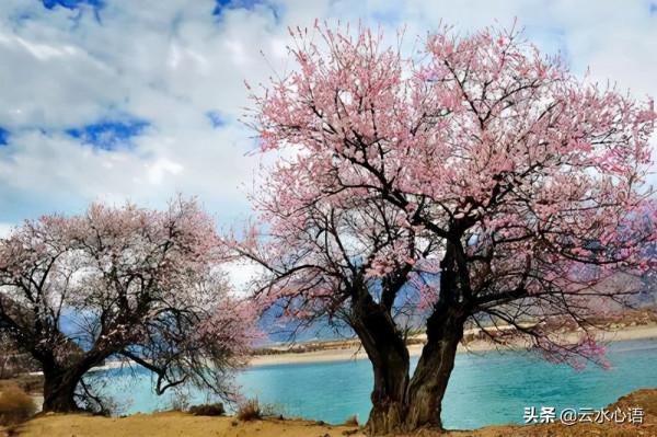 元好問評價陶淵明，抒寫了一首絕句，果然見解獨到