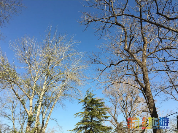 唯美浪漫！京城這個公園的水杉還紅著，錯過等明年~【送年票】