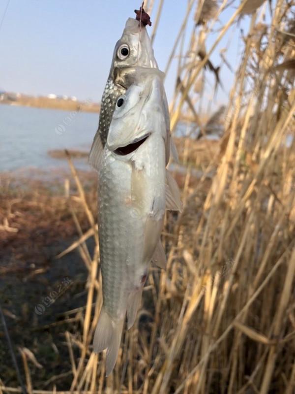 2021垂釣日誌之79，成子湖蘆葦叢裡釣鯽魚魚口很好