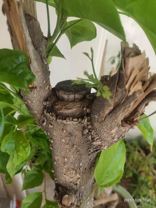 綠寶樹帶給我的啟示