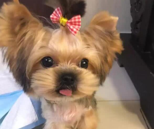 小型犬推薦:這幾種小狗狗,可以給你帶來幸福感 小型犬推薦:這幾種小狗狗,可以給你帶來幸福感