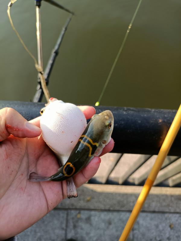 苦守大魚不如改變釣法，說不定也會有驚喜