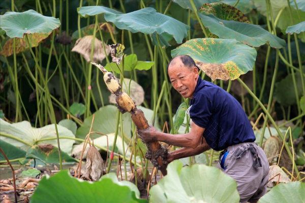冬天,除了白菜蘿蔔,這5種應季蔬菜更值得吃,鮮嫩爽口,吃不膩 冬天,除了白菜蘿蔔,這5種應季蔬菜更值得吃,鮮嫩爽口,吃不膩