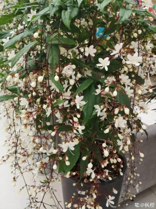 1種“仙女花”，開花像一串白蝴蝶，垂下來變瀑布