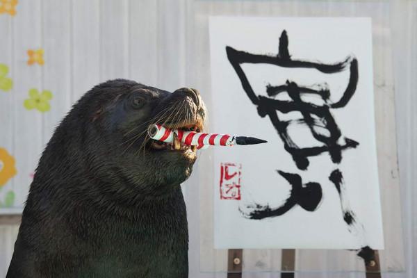 日本海獅叼筆書寫漢字“寅”迎接中國農曆虎年