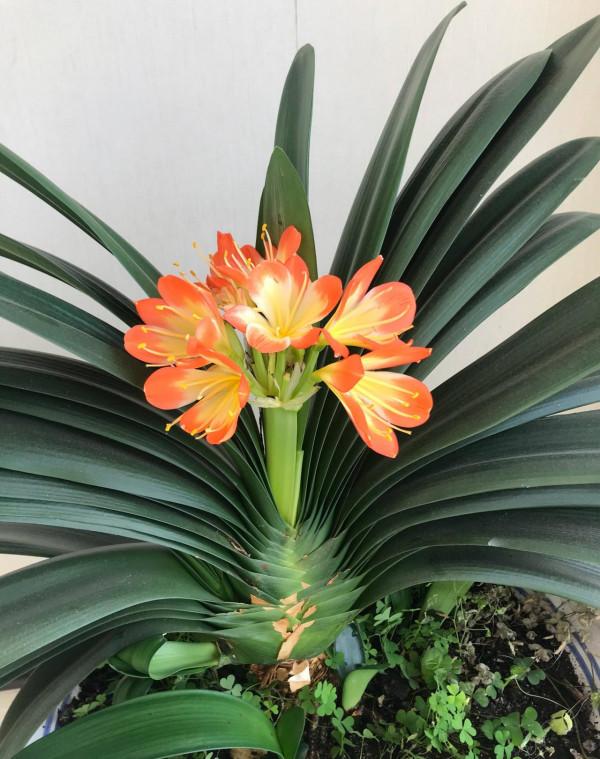 老人居室養&OpenCurlyDoubleQuote;3種花&rdquo;，漂亮大氣、茁壯好養，長壽健康相伴