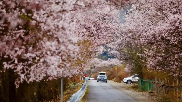去西藏，感受最美雪山、桃花、星空、冰川...