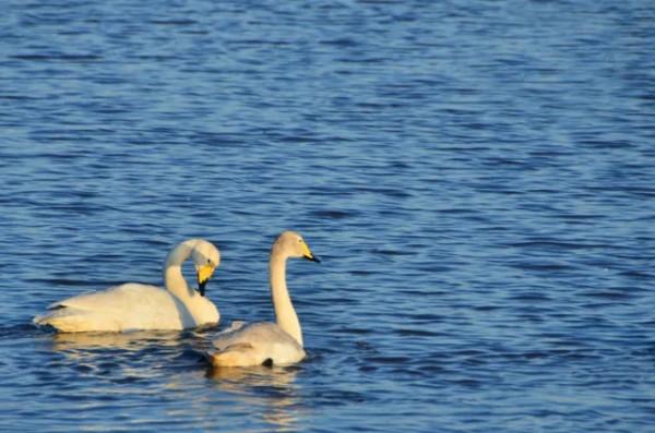 水鏡波光鴻影飛——阿旗沙壩天鵝掠影 水鏡波光鴻影飛——阿旗沙壩天鵝掠影