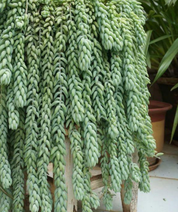 5種多肉愛垂吊，能輕鬆養成瀑布，鄰居看見都想養