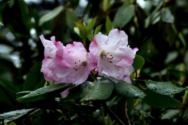 杜鵑花綻放，等你邀約