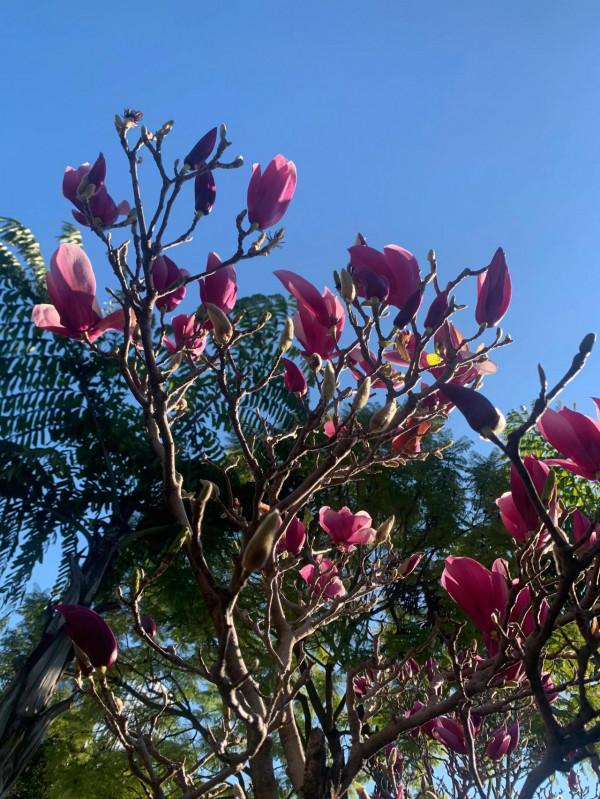 銀子生活日記__2022第一場慢跑 銀子生活日記__2022第一場慢跑