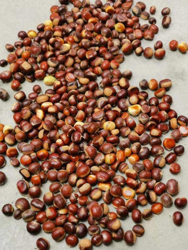 撿板栗不忘板鯽，入水口、倒樹旁真的是天然魚窩