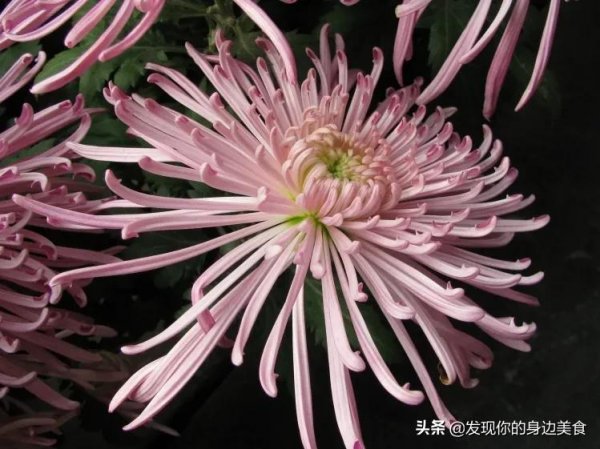 傲霜菊花奪人眼