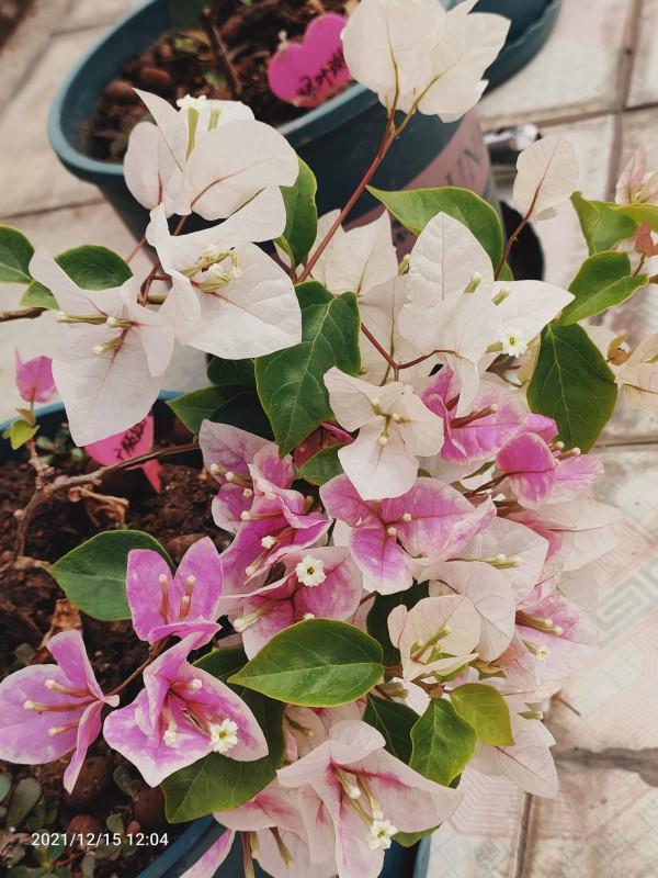 在家打造陽臺花園，種這5種花就夠了，小陽臺也能變花海