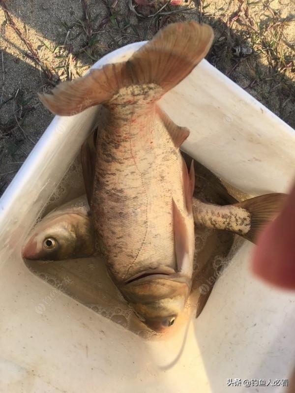 再釣鰱鱅，遇見小雜魚搶窩子，怎麼辦？