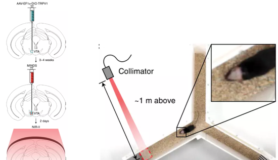 美國遙控大腦實驗取得成功！不用植入裝置，為何讓人們擔憂不已？