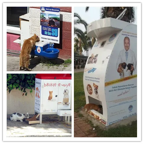 偶遇路中央喝水的流浪貓，大叔停車等候，畫面過暖