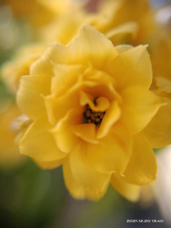 冬天才是賞花天啊