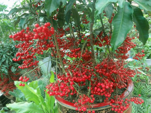 冬天開花的美麗植物,現在搬一盆回家,等到新春添喜慶 冬天開花的美麗植物,現在搬一盆回家,等到新春添喜慶