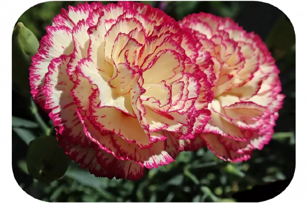 2塊錢，奪走了我家貓的命