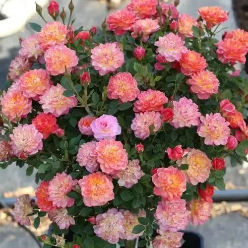 用最好養的花裝最溫馨的家