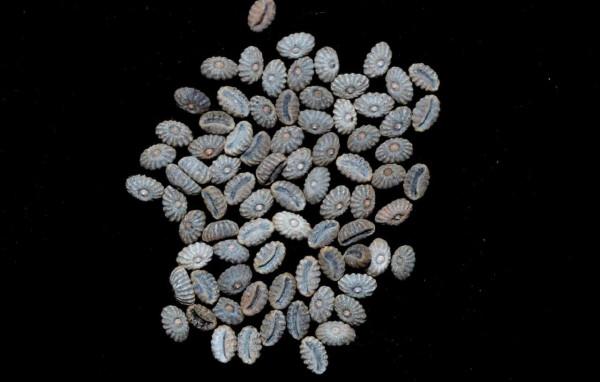 它那一片片橢圓形葉子一朵朵美麗的花兒都在金色的陽光中點頭含笑