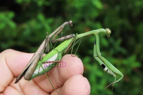 螳螂，雙臂敢擋車？
