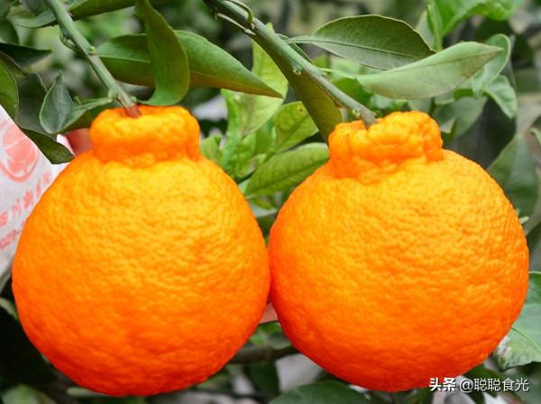 買橘子，哪個品種最好吃？這10個種類比較常見，看看你吃過哪個？