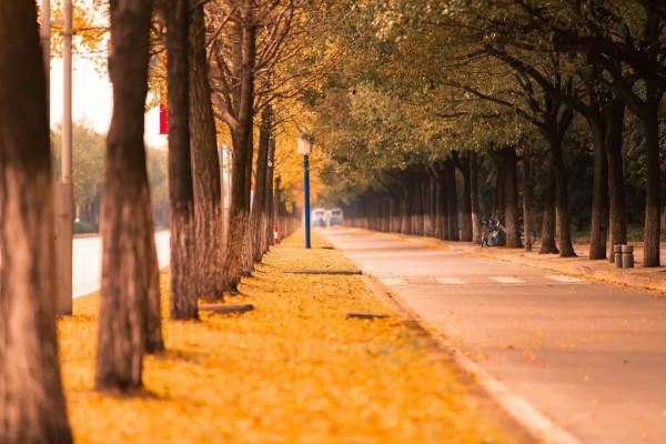 快來打卡！閔行這條路已披上“黃金甲”