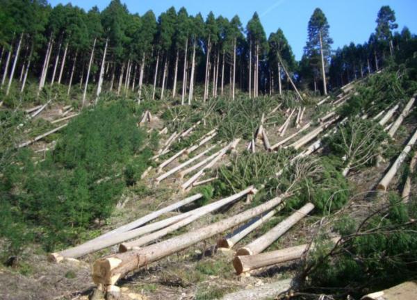 地球上的森林面積增加1倍後會發生什麼？人類將難以承受後果