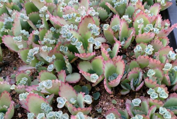 多肉不死鳥怎麼養?注意4個養護要點,落地就生根,爆盆快 多肉不死鳥怎麼養?注意4個養護要點,落地就生根,爆盆快