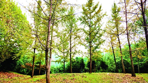 文旅週刊丨秋雨過後，雁城“景秀”