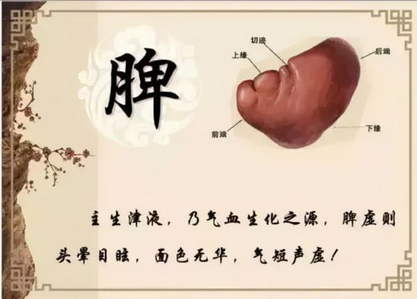 中醫解說脾胃，百年古方健脾胃