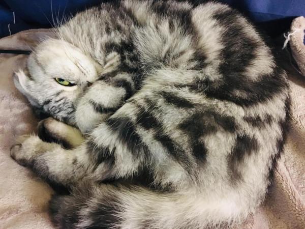 收養的喵喵叫妙妙 收養的喵喵叫妙妙