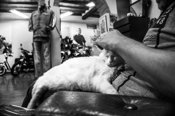 那些人和貓的親密瞬間，還有誰會不喜歡貓呢？