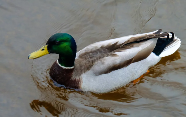 明德肆 | 物候，屬於中國人的四季