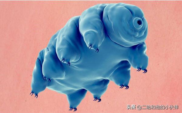 16種具有超能力的動物，鋼鐵俠看了都表示羨慕的很