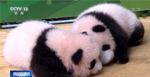 萌萌噠!雙胞胎熊貓滿百天亮相 邀你來取名 萌萌噠!雙胞胎熊貓滿百天亮相 邀你來取名