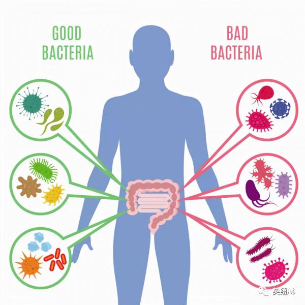 養好腸道菌,是最好的健康之道 養好腸道菌,是最好的健康之道