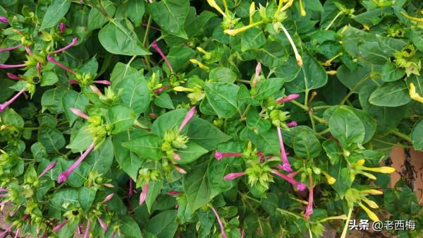 寶寶去幼兒園總生病怎麼辦？