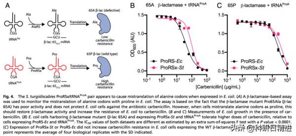 PNAS丨犯錯保命!揭秘細菌逃避宿主免疫反應“追殺”的機制 PNAS丨犯錯保命!揭秘細菌逃避宿主免疫反應“追殺”的機制