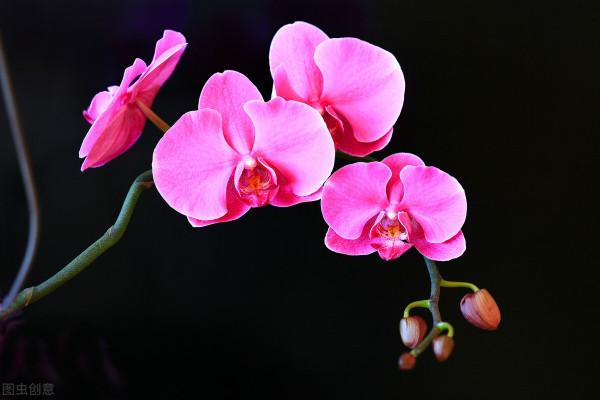 34種常見花草耐凍極限溫度，哪些該搬到室內養，一清二楚