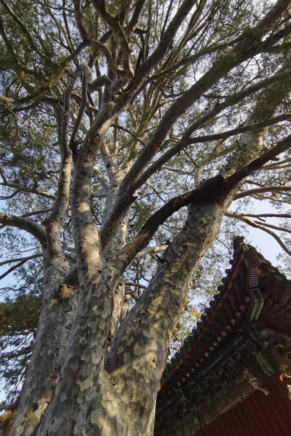 打卡秋色-戒臺寺 打卡秋色-戒臺寺