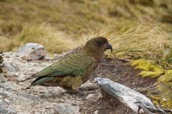惹惱牧民的大鸚鵡：啄羊鸚鵡是如何從高山精靈，淪為啄羊惡棍的？