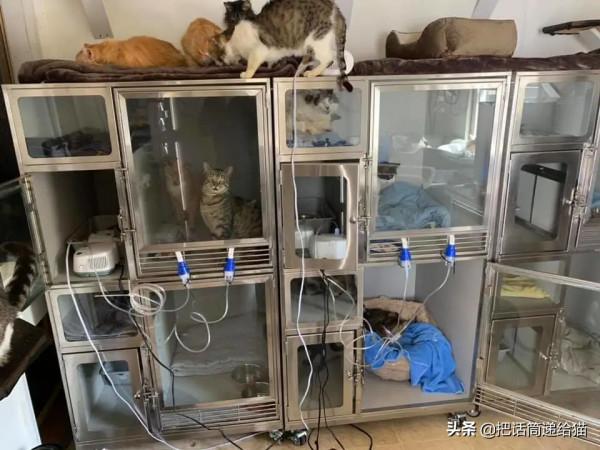 中年喪子後，父親花了15年建了座“貓天堂”