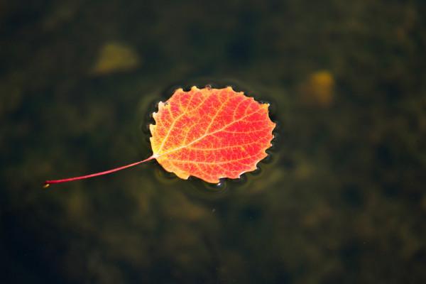 散文:絮語,生命的晚秋 散文:絮語,生命的晚秋