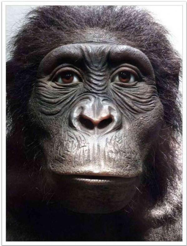 重新整理你對進化論的認知：這些人類家譜成員，都是被進化打敗的