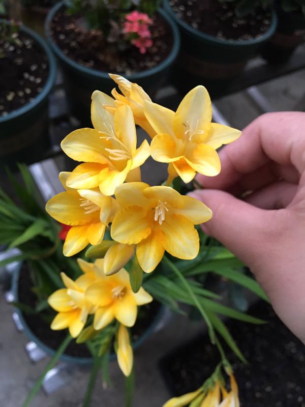 屋子裡養盆“香香花”，鄰居卻說不吉利，還讓我趕緊扔掉