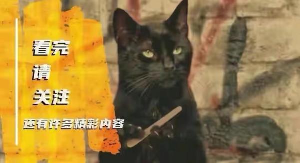 亞洲發現的十種小型貓科動物，值得保護